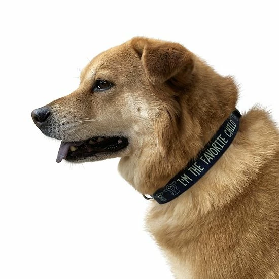 Disney Star Wars "The Favorite Child" Dog Collar 4 Disney Star Wars "The Favorite Child" Dog Collar - Image 2